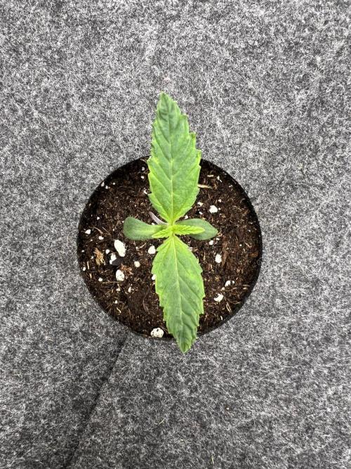 G-Donutz Auto (by GoodGenetix). Week 1