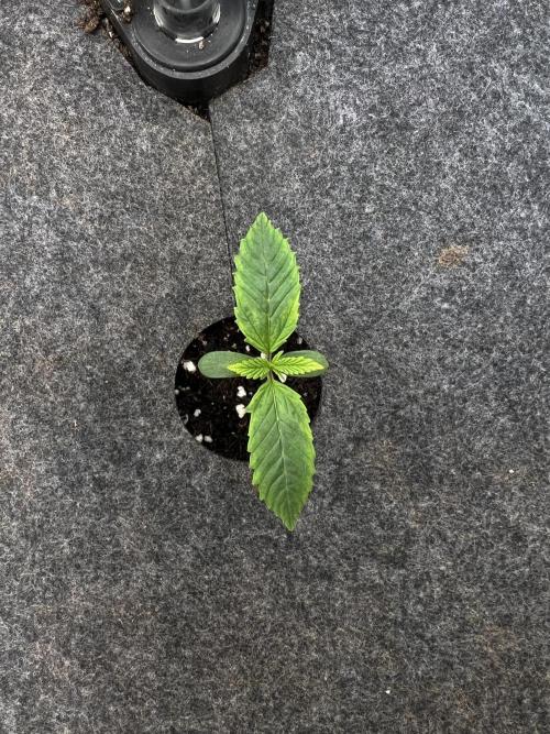 G-Donutz Auto (by GoodGenetix). Week 1
