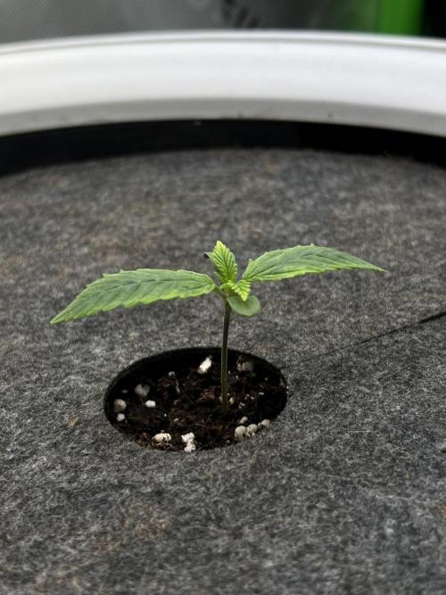 G-Donutz Auto (by GoodGenetix). Week 1