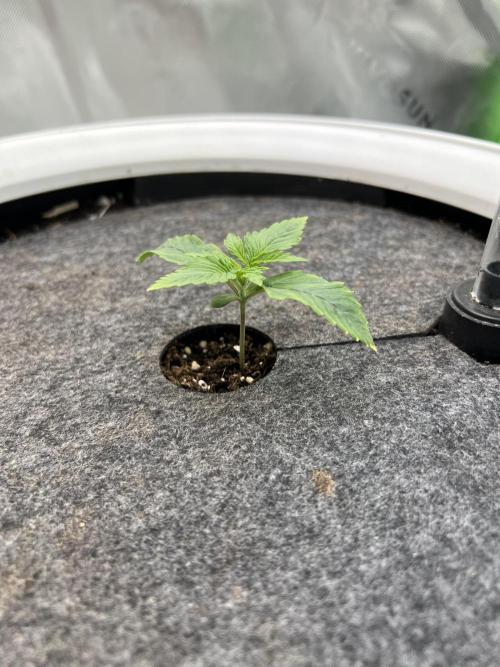 G-Donutz Auto (by GoodGenetix). Week 1