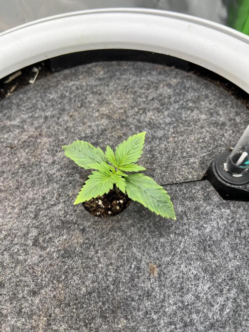 G-Donutz Auto (by GoodGenetix). Week 1
