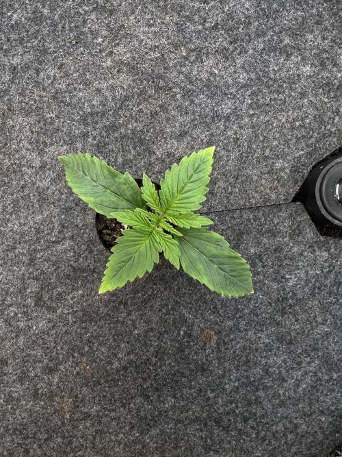 G-Donutz Auto (by GoodGenetix). Week 1