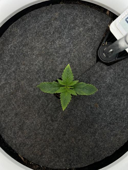 G-Donutz Auto (by GoodGenetix). Week 1