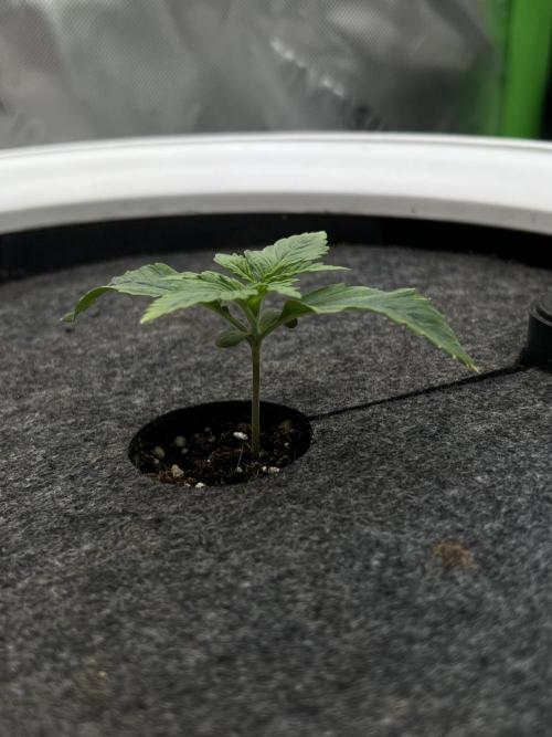 G-Donutz Auto (by GoodGenetix). Week 1