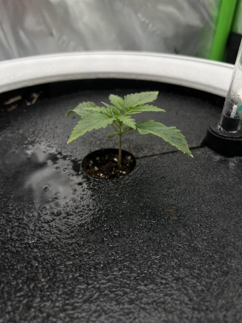 G-Donutz Auto (by GoodGenetix). Week 1