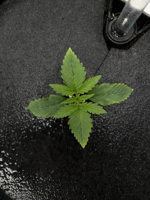 G-Donutz Auto (by GoodGenetix). Week 1