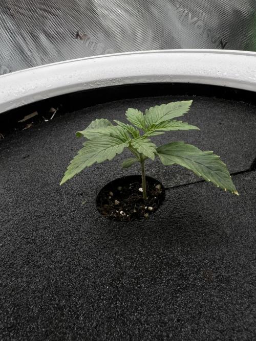 G-Donutz Auto (by GoodGenetix). Week 1