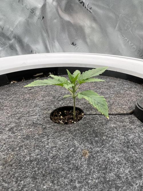 G-Donutz Auto (by GoodGenetix). Week 1