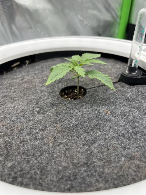 G-Donutz Auto (by GoodGenetix). Week 1