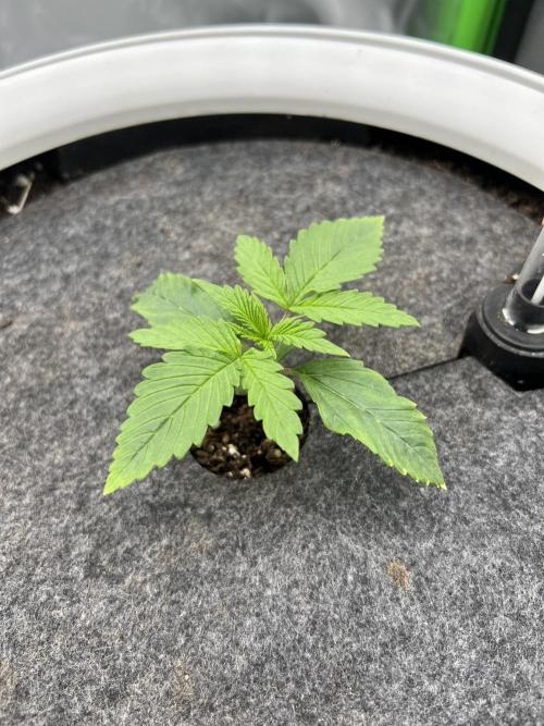 G-Donutz Auto (by GoodGenetix). Week 1