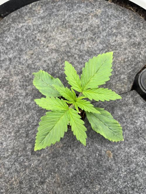 G-Donutz Auto (by GoodGenetix). Week 1