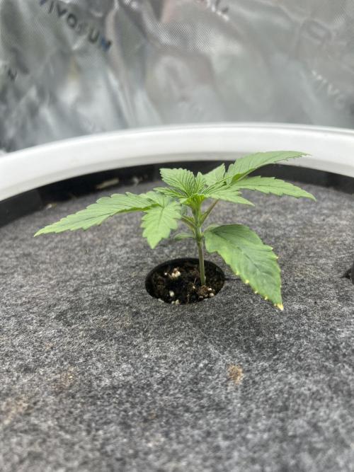 G-Donutz Auto (by GoodGenetix). Week 2