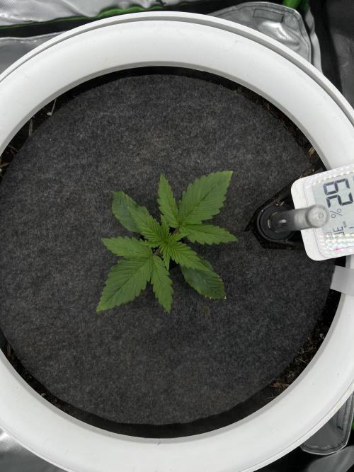 G-Donutz Auto (by GoodGenetix). Week 2
