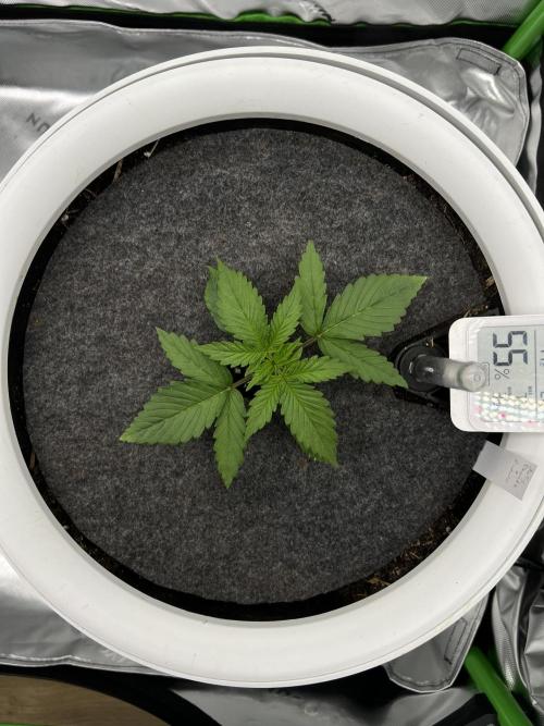 G-Donutz Auto (by GoodGenetix). Week 2