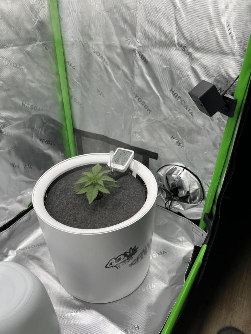 G-Donutz Auto (by GoodGenetix). Week 2
