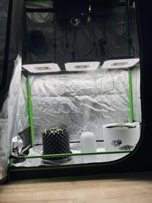 G-Donutz Auto (by GoodGenetix). Week 2