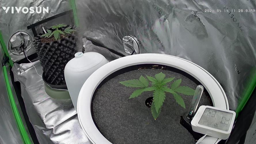 G-Donutz Auto (by GoodGenetix). Week 2
