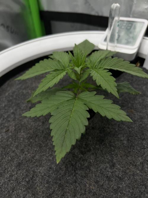 G-Donutz Auto (by GoodGenetix). Week 2