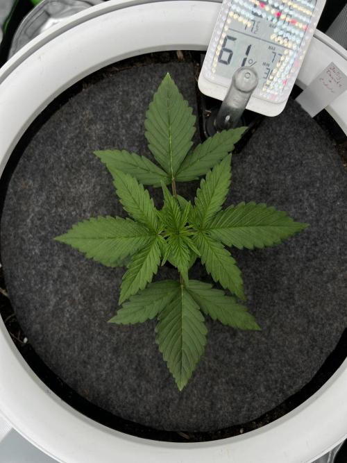 G-Donutz Auto (by GoodGenetix). Week 2