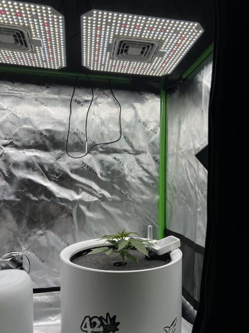 G-Donutz Auto (by GoodGenetix). Week 2