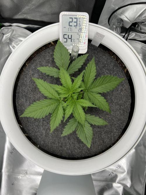 G-Donutz Auto (by GoodGenetix). Week 2