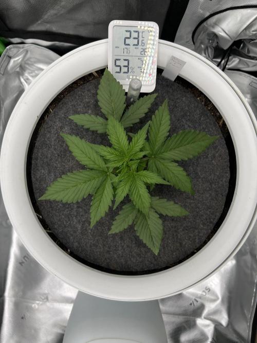 G-Donutz Auto (by GoodGenetix). Week 2