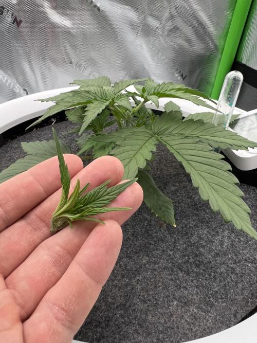 G-Donutz Auto (by GoodGenetix). Week 2