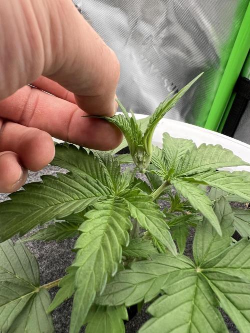 G-Donutz Auto (by GoodGenetix). Week 2