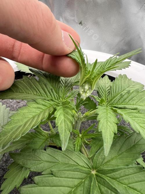 G-Donutz Auto (by GoodGenetix). Week 2