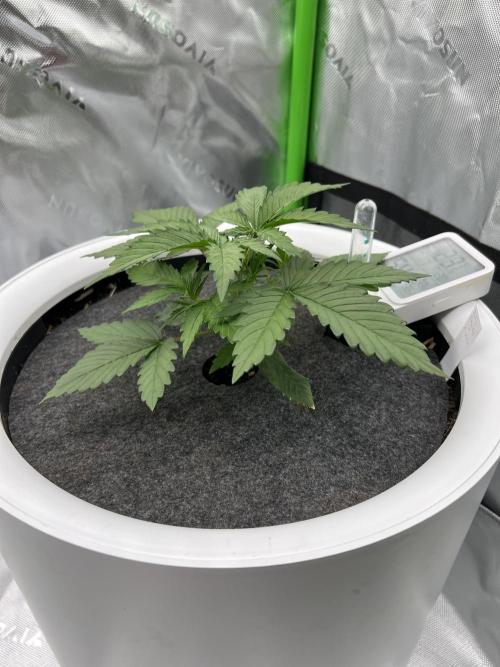 G-Donutz Auto (by GoodGenetix). Week 3