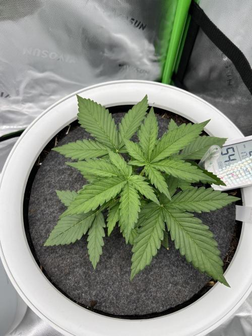 G-Donutz Auto (by GoodGenetix). Week 3