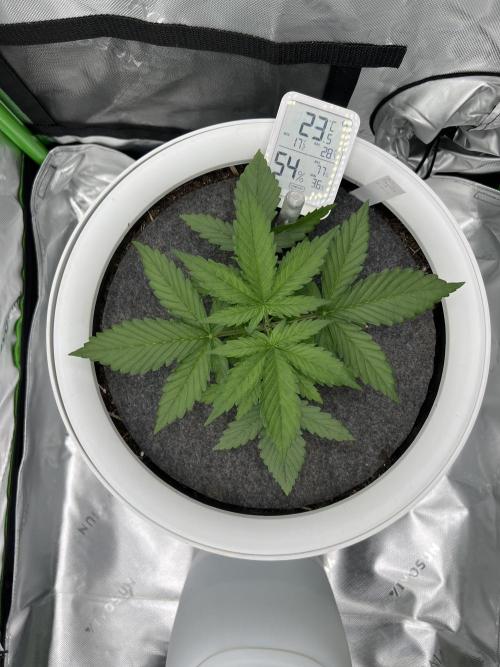 G-Donutz Auto (by GoodGenetix). Week 3