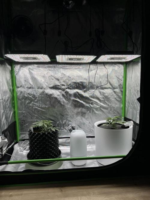 G-Donutz Auto (by GoodGenetix). Week 3