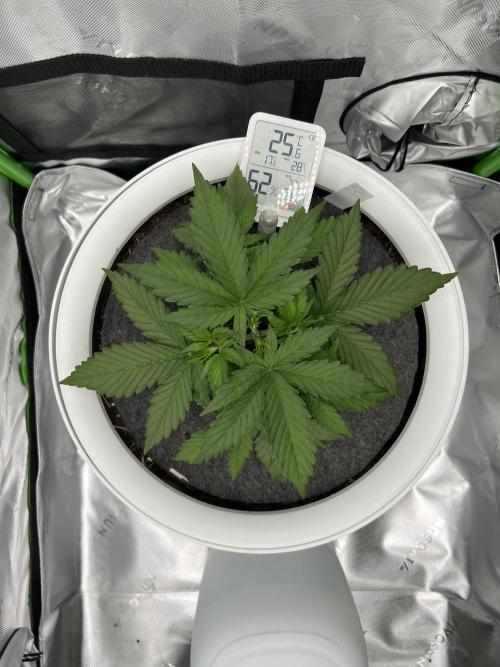 G-Donutz Auto (by GoodGenetix). Week 3
