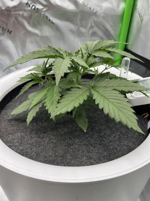 G-Donutz Auto (by GoodGenetix). Week 3