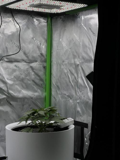 G-Donutz Auto (by GoodGenetix). Week 3