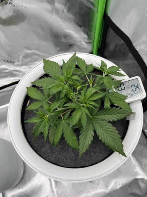 G-Donutz Auto (by GoodGenetix). Week 3