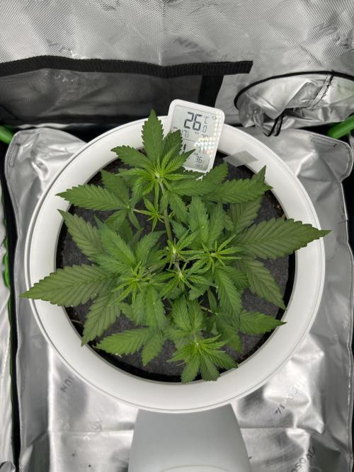 G-Donutz Auto (by GoodGenetix). Week 3