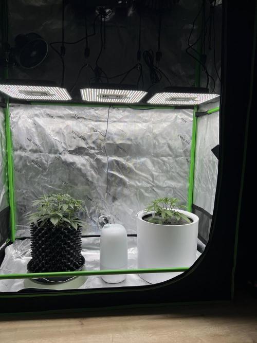 G-Donutz Auto (by GoodGenetix). Week 3