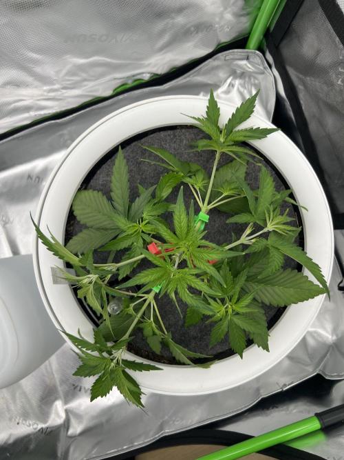 G-Donutz Auto (by GoodGenetix). Week 3