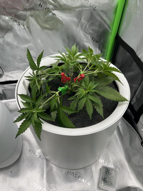 G-Donutz Auto (by GoodGenetix). Week 3