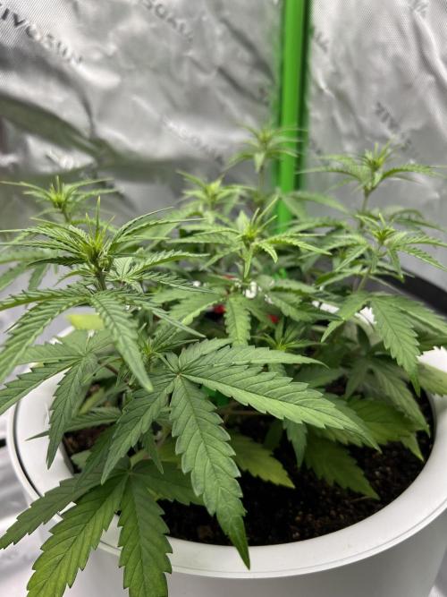 G-Donutz Auto (by GoodGenetix). Week 4