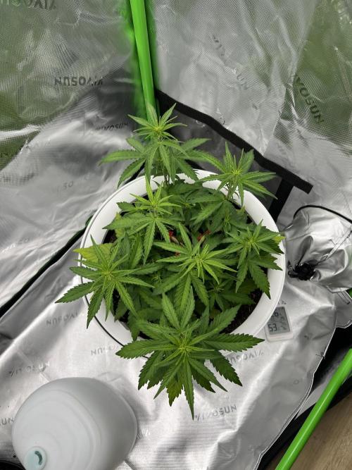 G-Donutz Auto (by GoodGenetix). Week 4