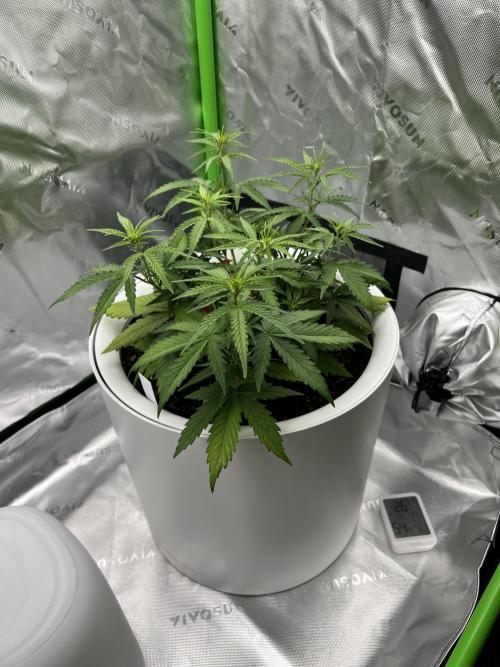 G-Donutz Auto (by GoodGenetix). Week 4