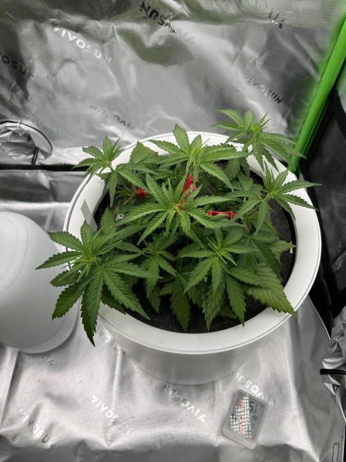 G-Donutz Auto (by GoodGenetix). Week 4