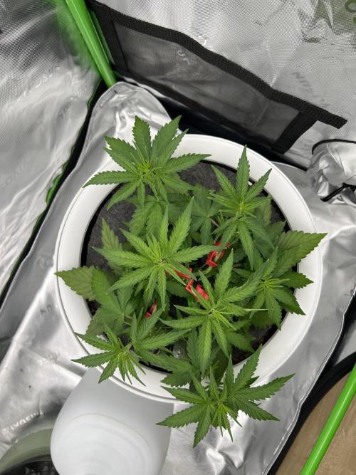 G-Donutz Auto (by GoodGenetix). Week 4