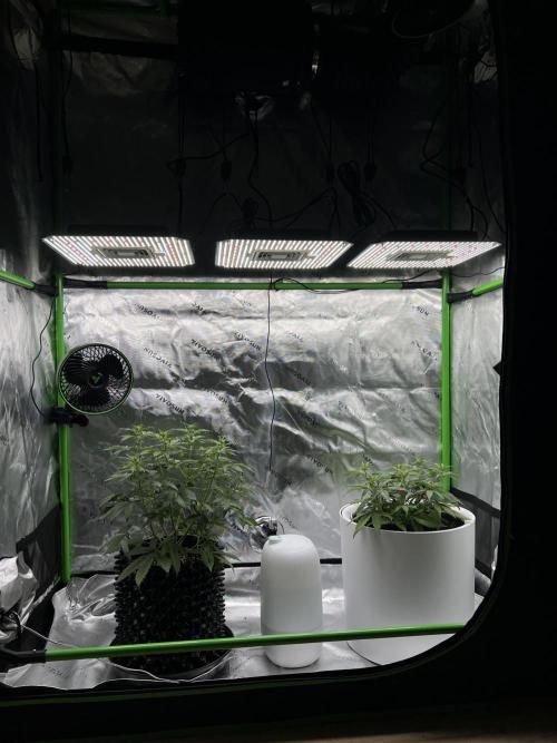 G-Donutz Auto (by GoodGenetix). Week 4