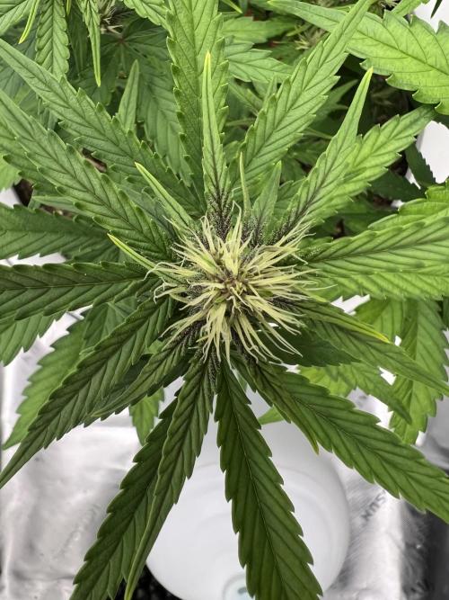 G-Donutz Auto (by GoodGenetix). Week 5