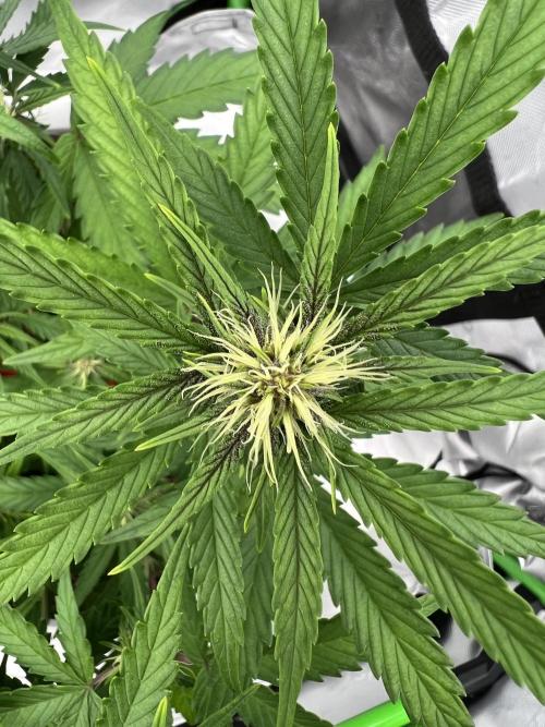 G-Donutz Auto (by GoodGenetix). Week 5