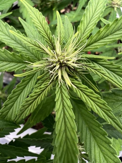 G-Donutz Auto (by GoodGenetix). Week 5